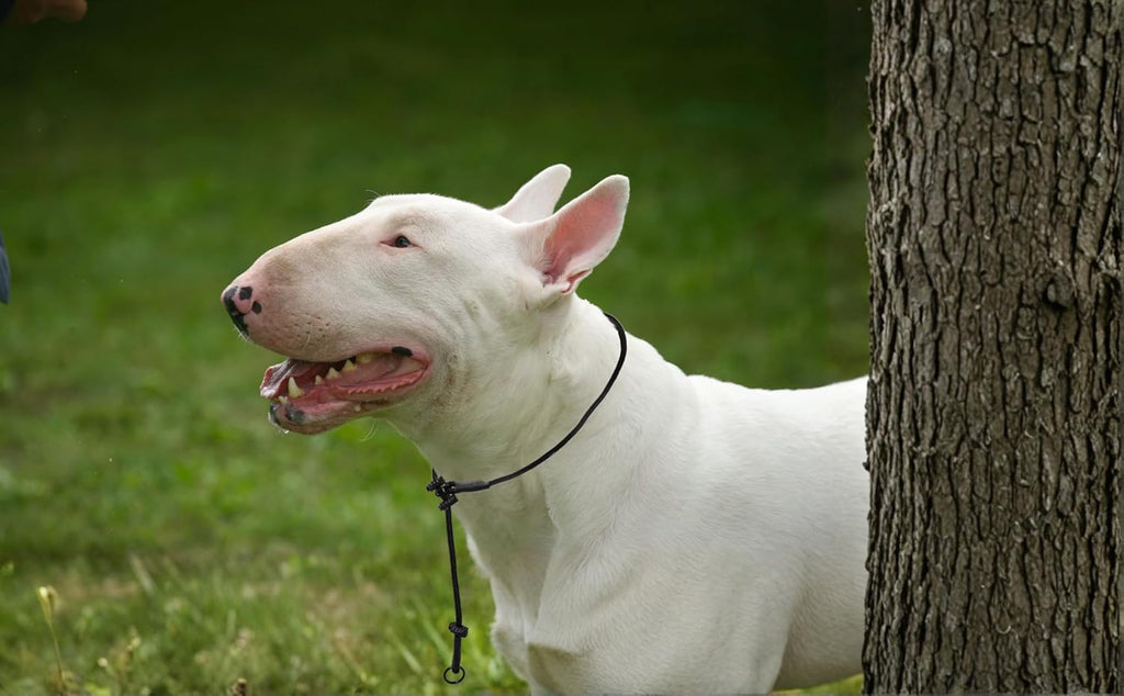 Dingo Gear Dog Training Collar, Durable Slip Braided Cord