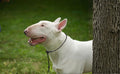 Dingo Gear Dog Training Collar, Durable Slip Braided Cord