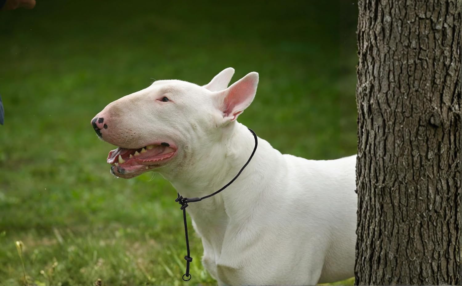 Dingo Gear Dog Training Collar, Durable Slip Braided Cord