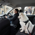 Dog Seat Belt - Adjustable Elastic Bungee with 360° Swivel Clip